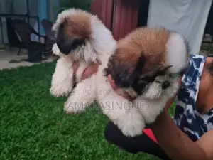 Shihtzu Puppy