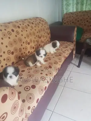 Shihtzu Puppy