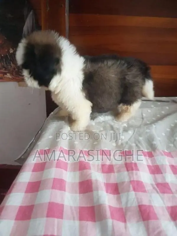 Shihtzu Puppy
