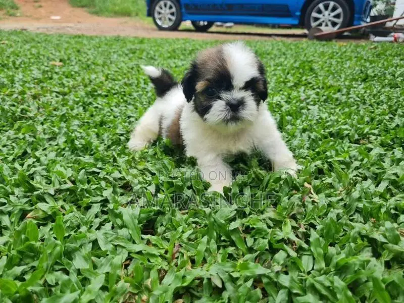 Shihtzu Puppy