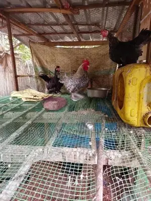 கொஸ்ஸின் பண்டம்