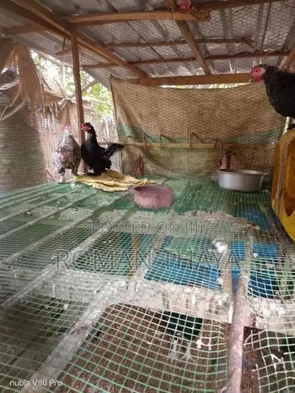 கொஸ்ஸின் பண்டம்