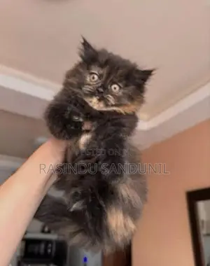 Persian Cat