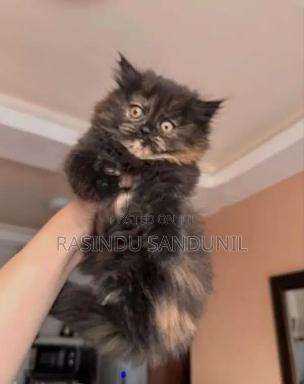 Persian Cat