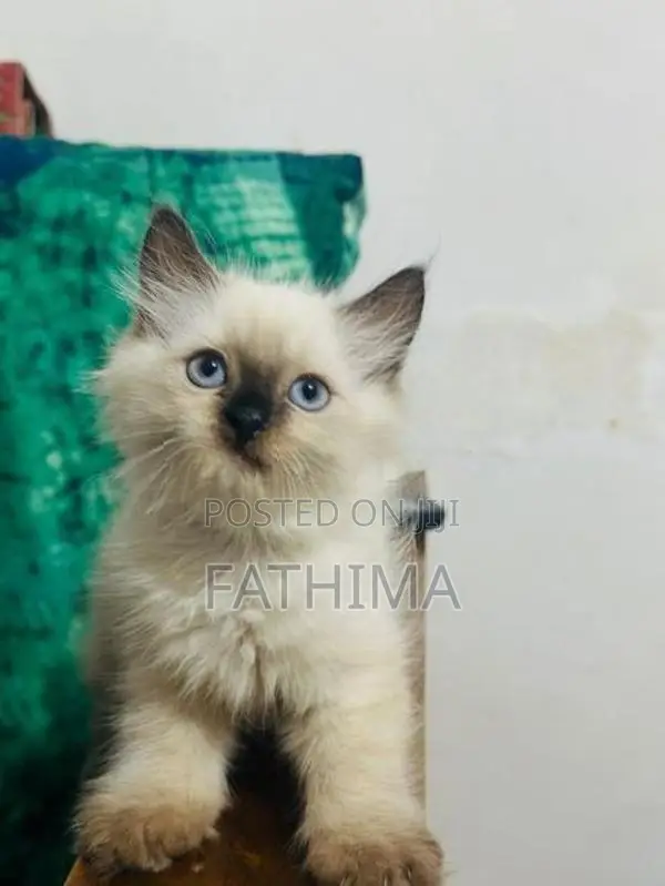 Fluffy Blue-Eyed Kittens