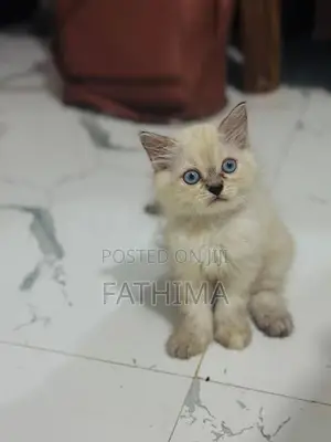 Fluffy Blue-Eyed Kittens