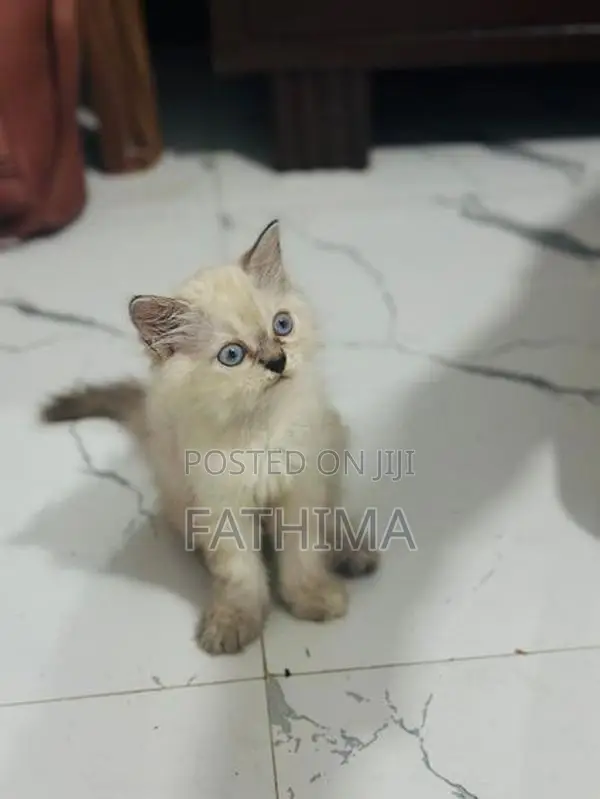 Fluffy Blue-Eyed Kittens