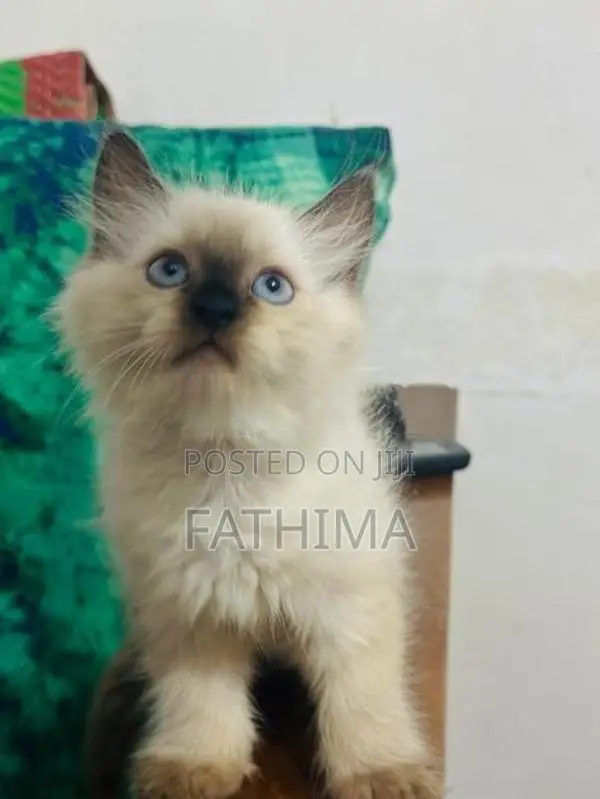 Fluffy Blue-Eyed Kittens