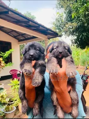 German Shepherd Long Coat Puppies