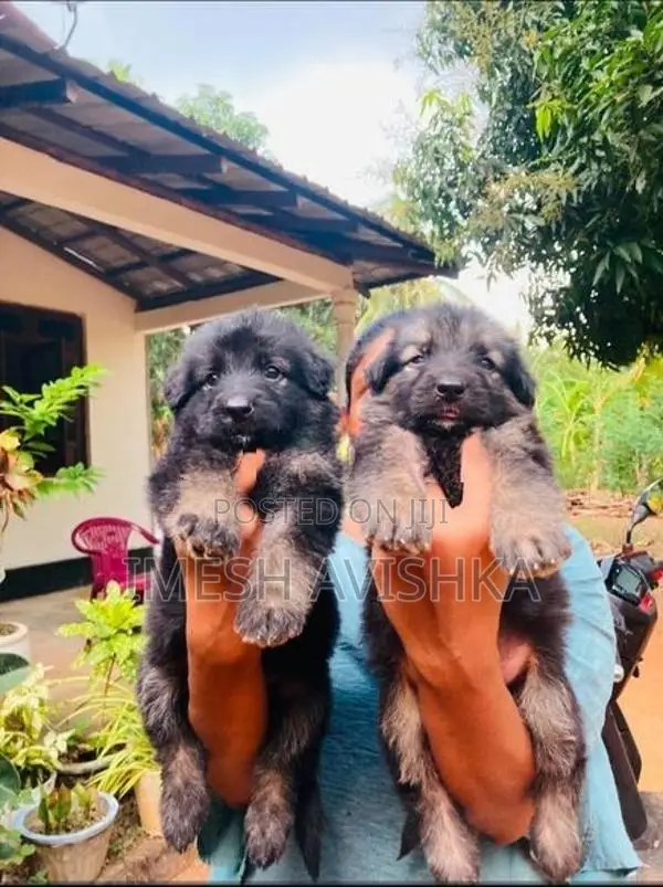 German Shepherd Long Coat Puppies