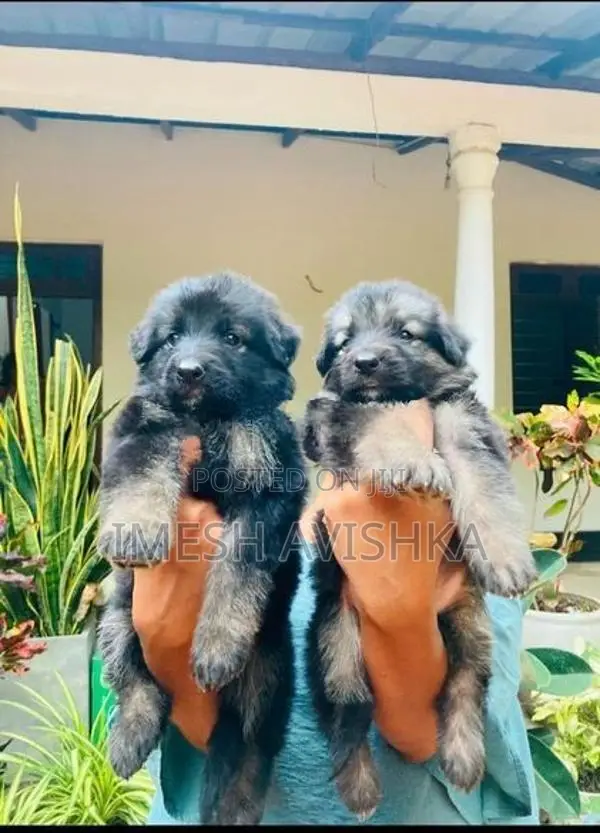 German Shepherd Long Coat Puppies