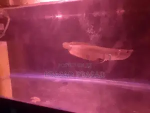 Arawona Fish