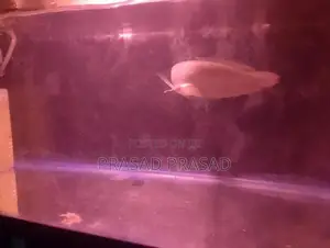 Arawona Fish
