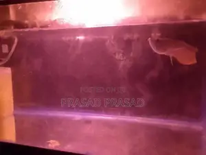 Arawona Fish