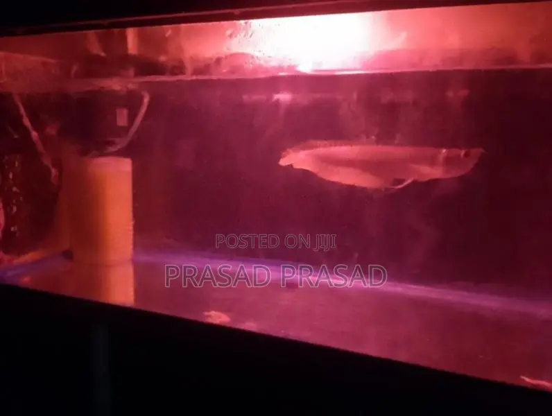 Arawona Fish
