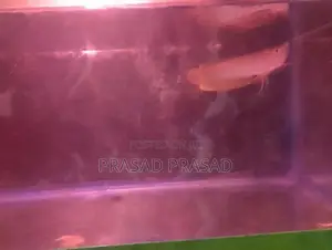 Arawona Fish