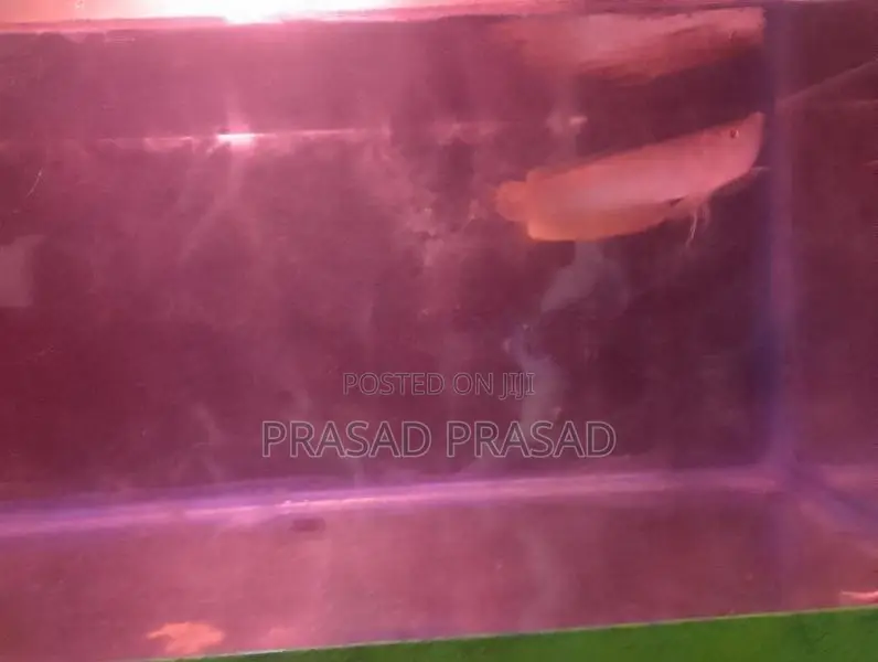 Arawona Fish