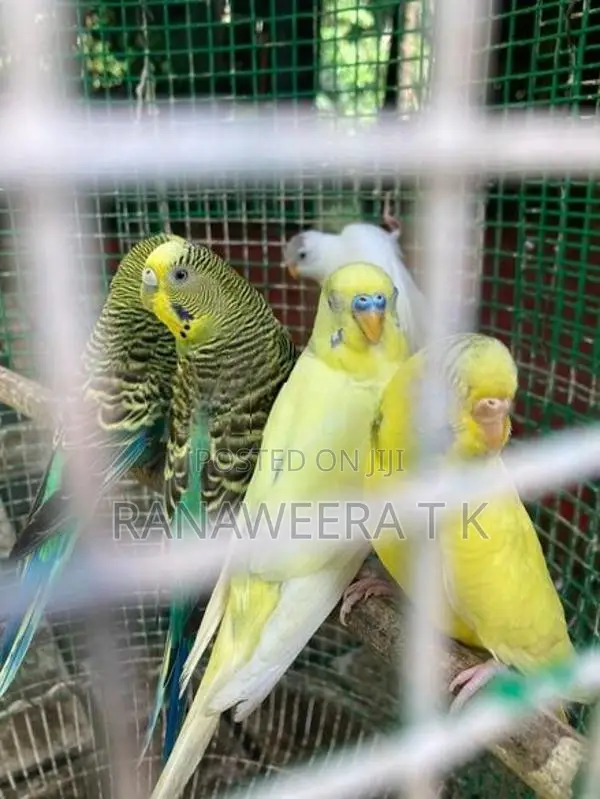 Love Birds