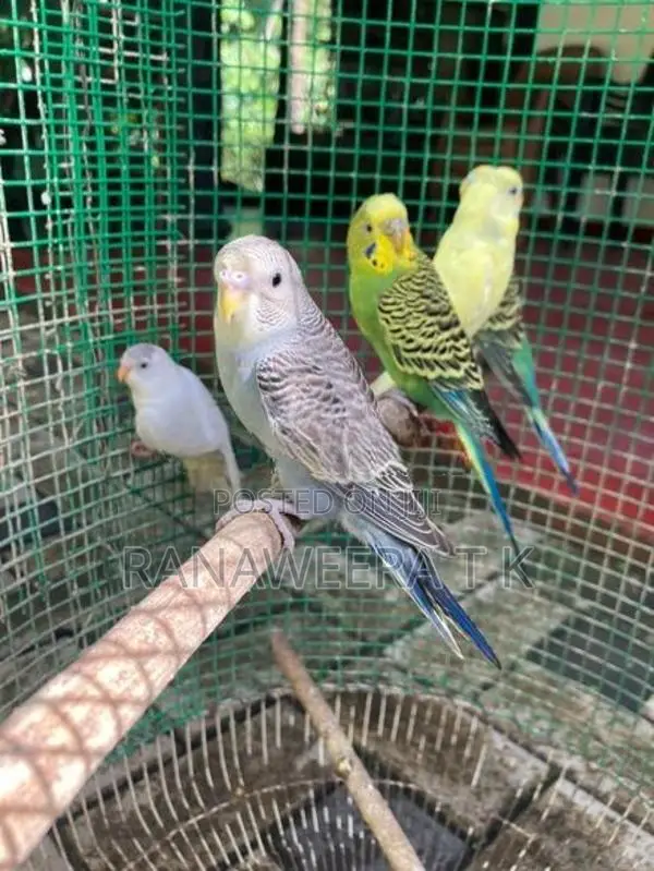 Love Birds