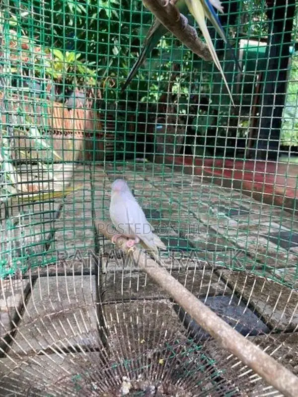 Love Birds