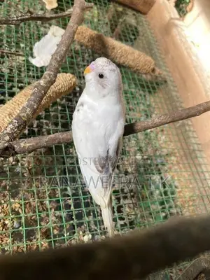 Love Birds