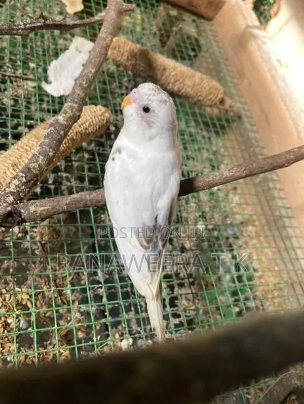 Love Birds