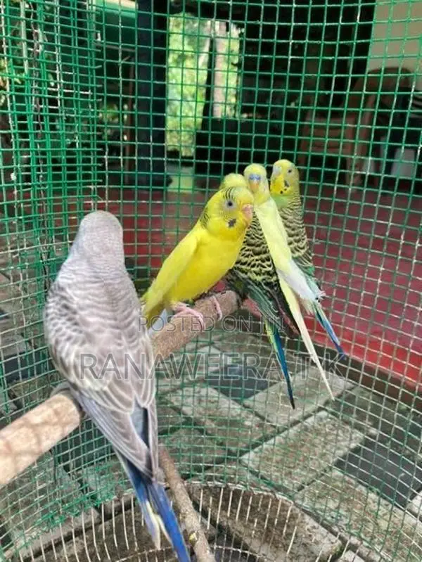 Love Birds