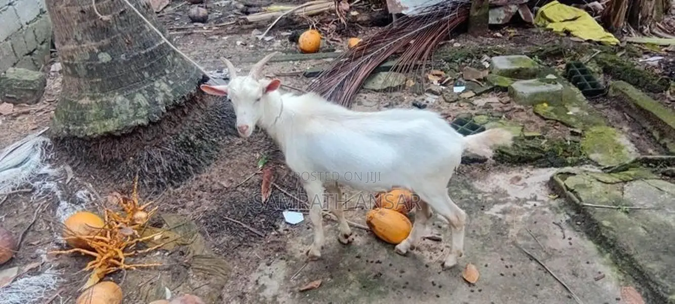 Saanen Goats Farm Goat