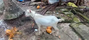 Saanen Goats Farm Goat
