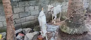 Saanen Goats Farm Goat
