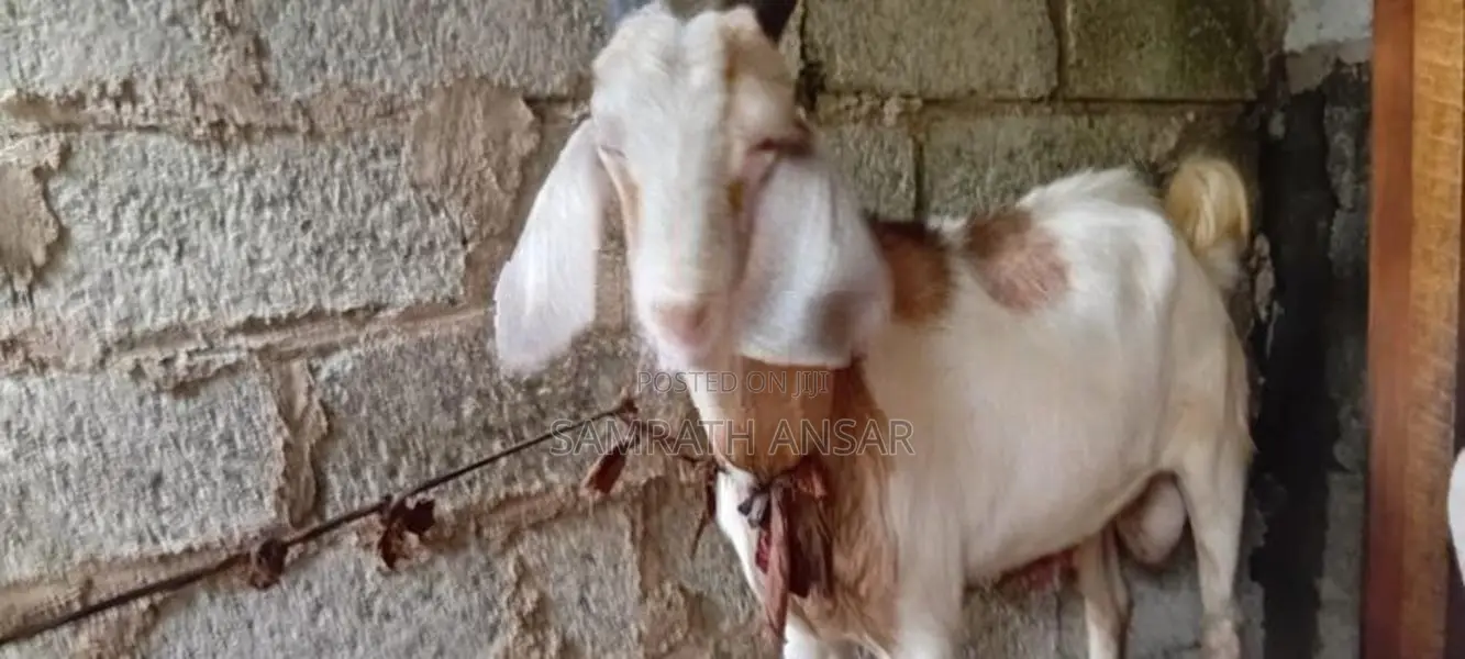 Saanen Goats Farm Goat