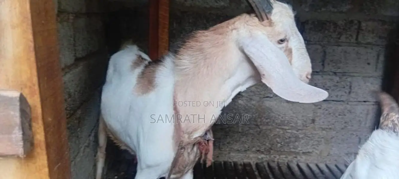 Saanen Goats Farm Goat