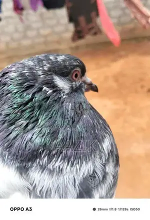Pigeons