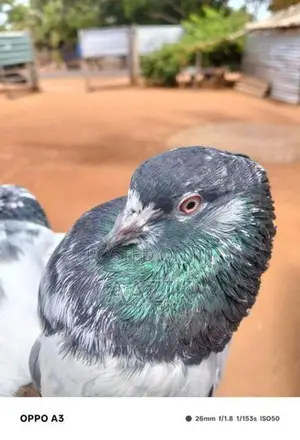 Pigeons