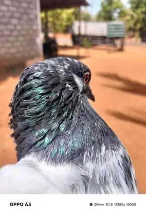 Pigeons