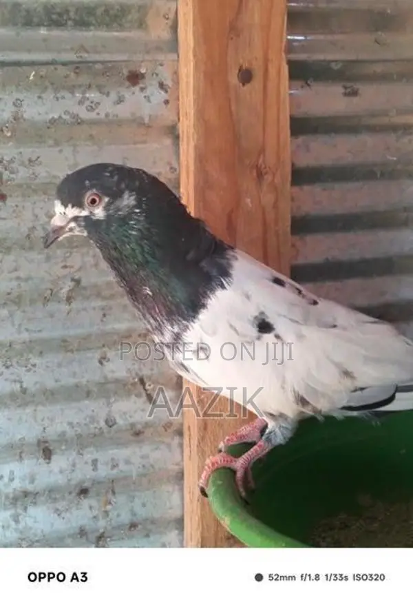 Pigeons