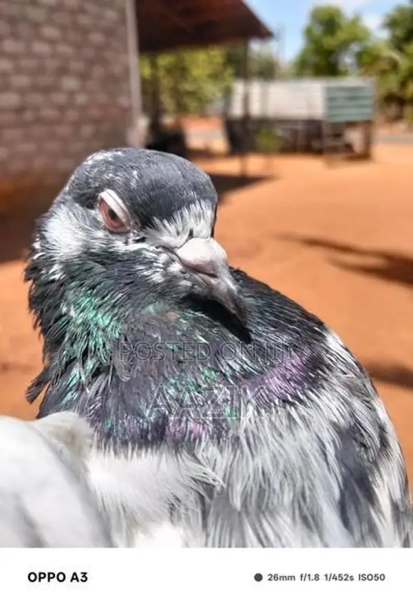 Pigeons