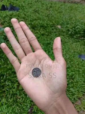 1 Massa Old Coin