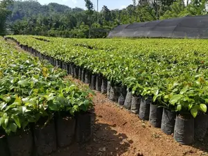 කුරුදු පැල