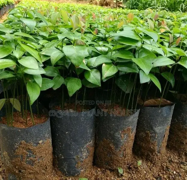 කුරුදු පැල