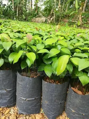 කුරුදු පැල