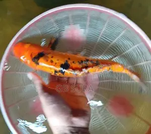 Koi Carp Fish