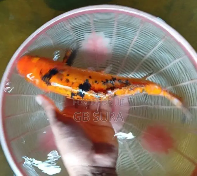 Koi Carp Fish