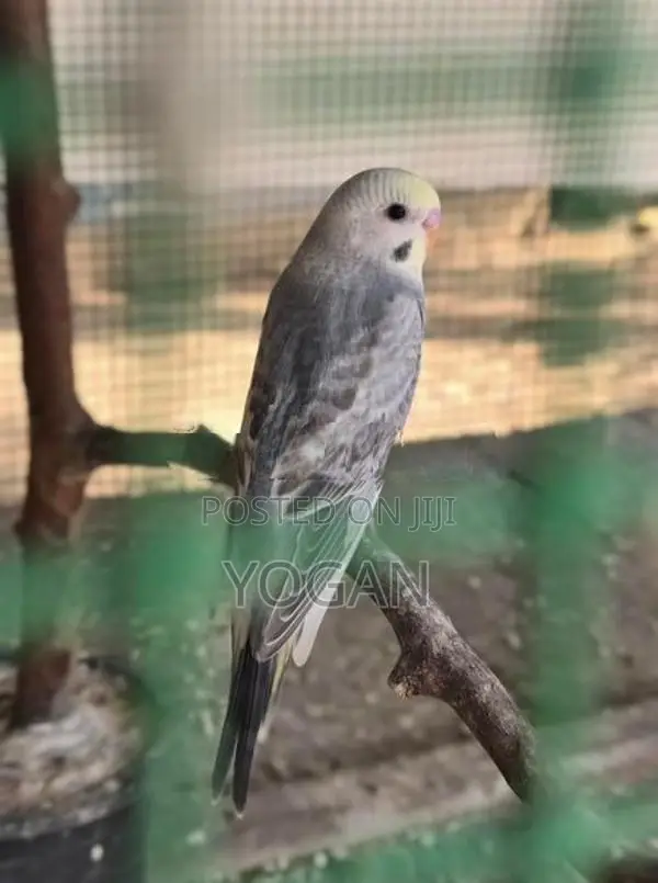 Yellowface Grey Opaline Budgies