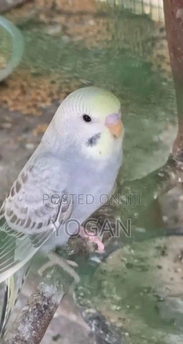 Yellowface Grey Opaline Budgies