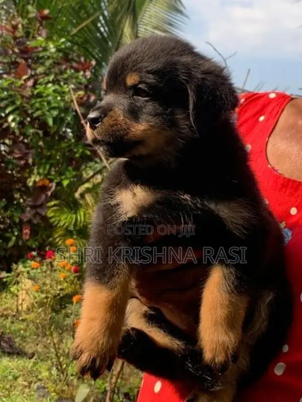 Rottweiler Pubbys