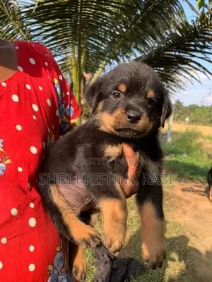 Rottweiler Pubbys