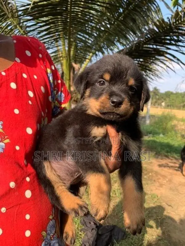 Rottweiler Pubbys