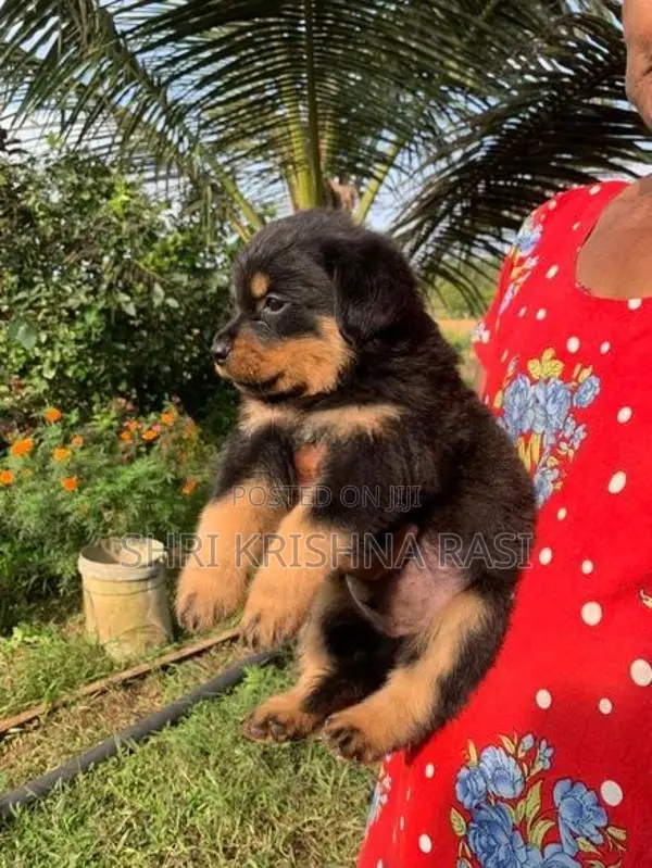 Rottweiler Pubbys