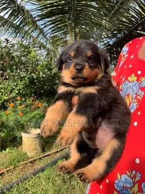 Rottweiler Pubbys